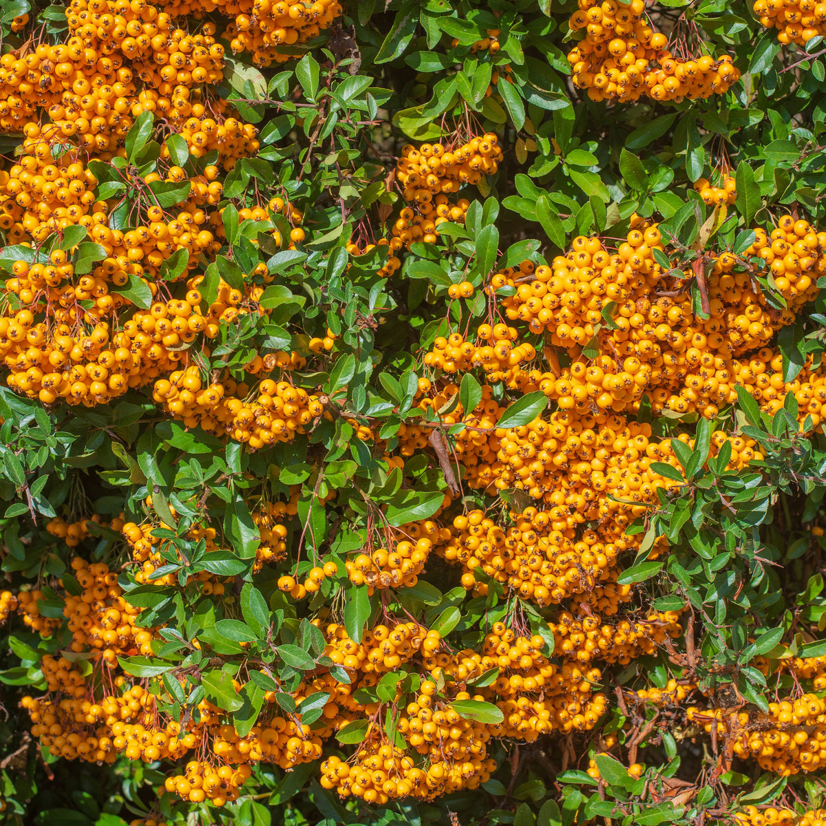 Vuurdoorn 'Saphyr® Orange Cadange' - Pyracantha saphyr ® orange cadange - Bakker
