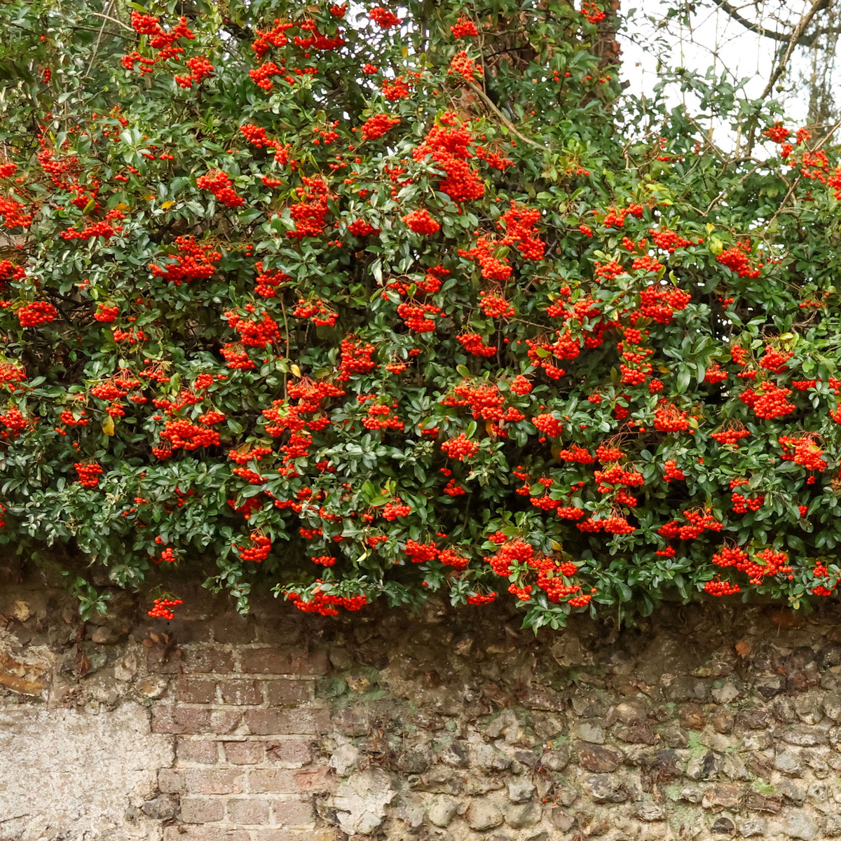 Vuurdoorn 'Saphyr® Rouge Cadrou' - Pyracantha saphyr ® rouge'cadrou' - Bakker