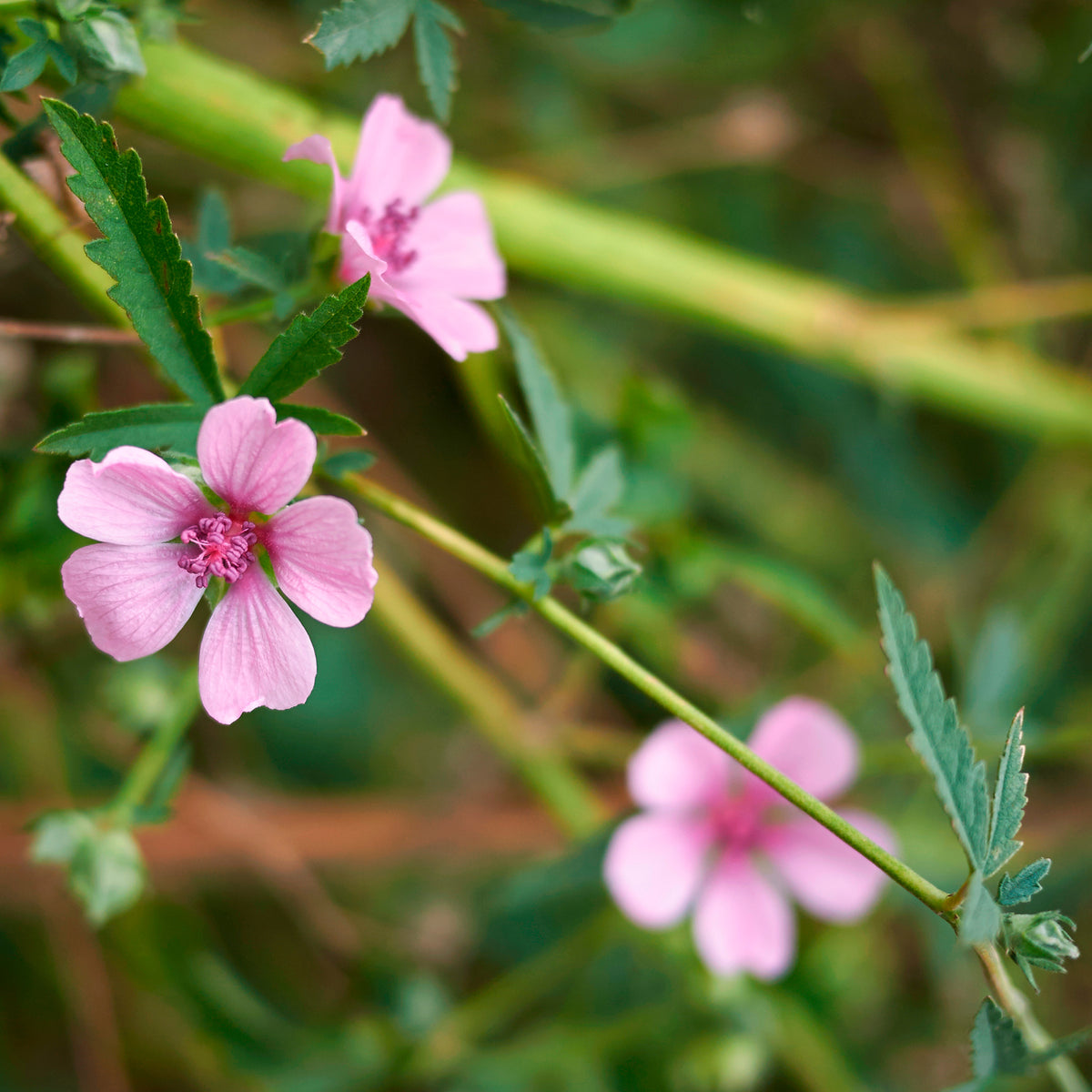 Vaste planten - Hennepbladstokroos - Althaea cannabina