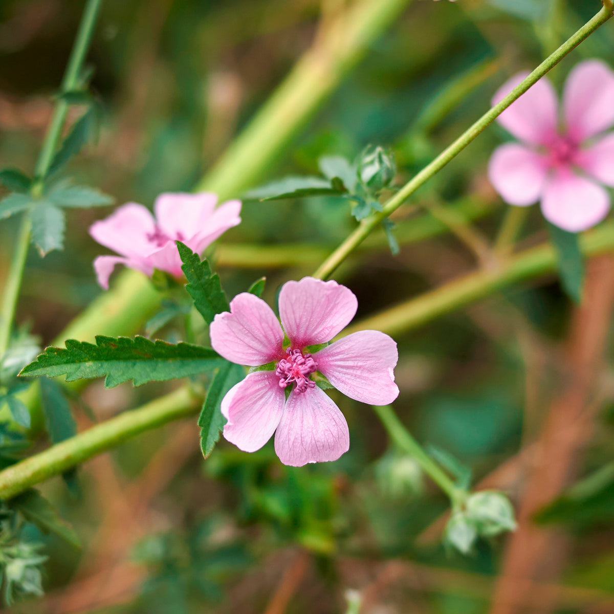 Althaea cannabina - Hennepbladstokroos - Vaste planten