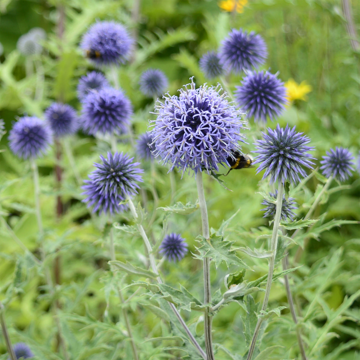 Kogeldistel - Echinops ritro - Bakker