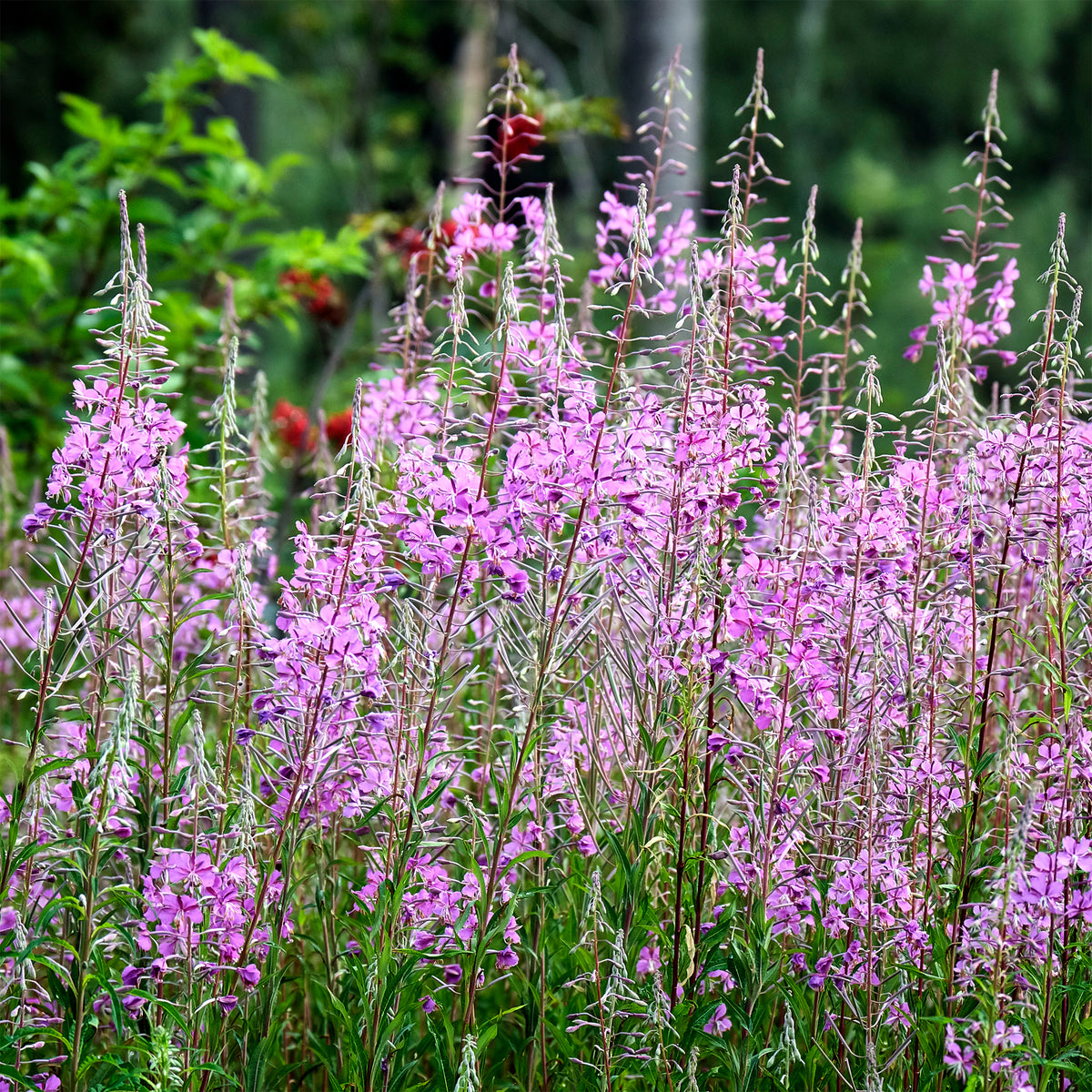 Epilobium angustifolium - Basterdwederik Saint-Antoine - Vaste planten