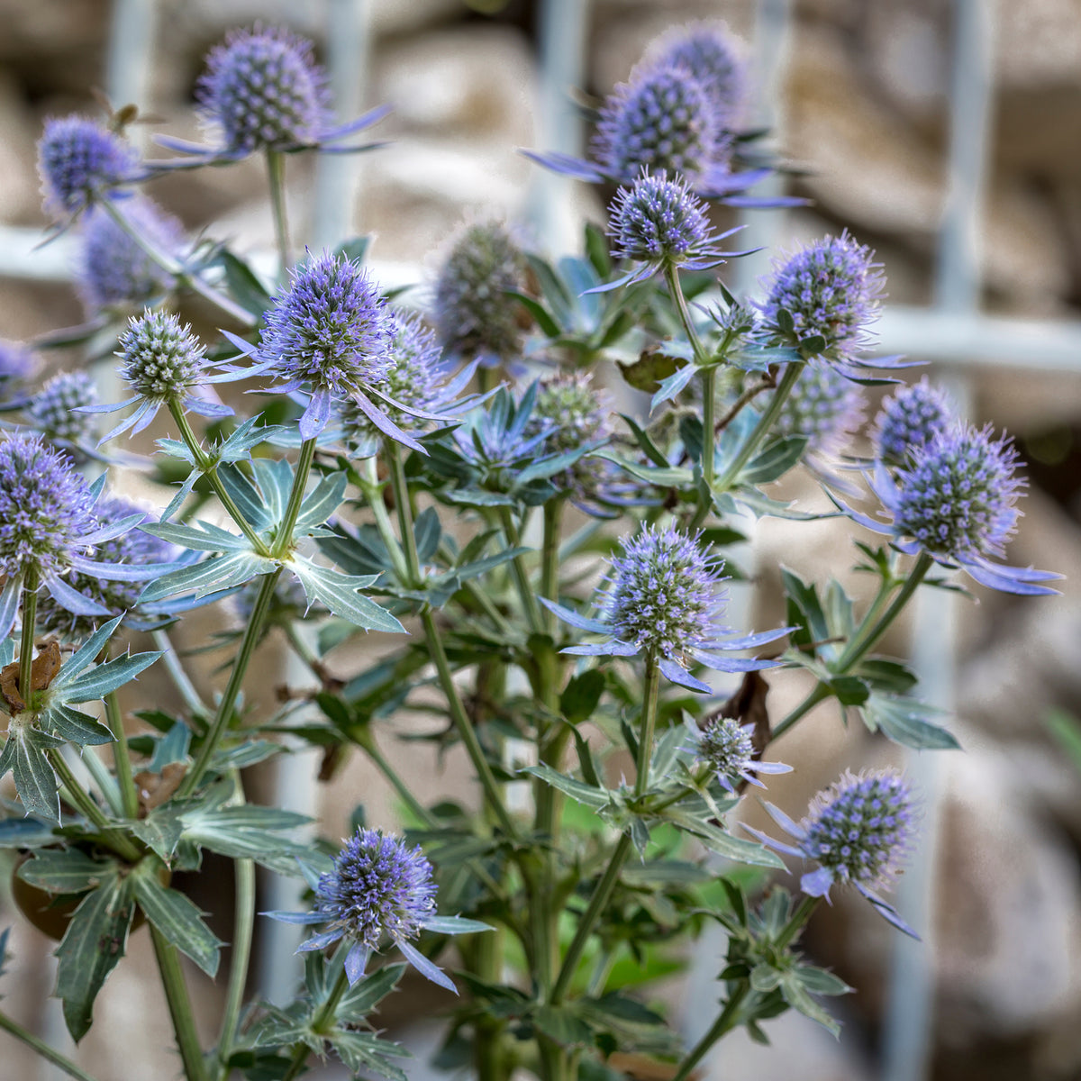 Kruisdistel Blauer Zwerg - Bakker