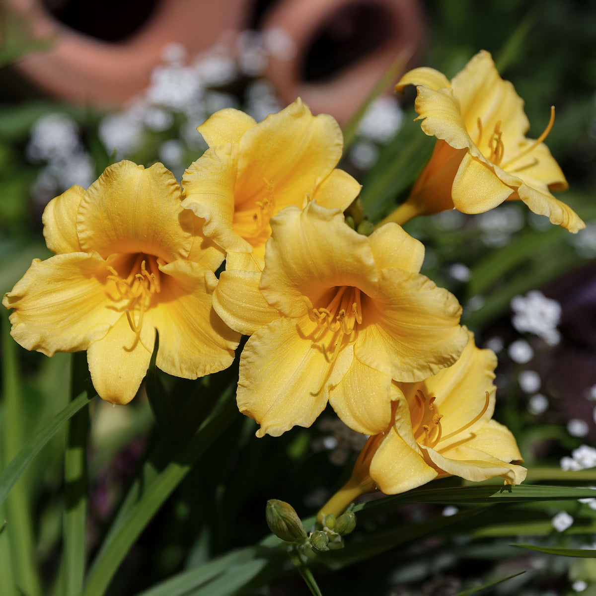 Hemerocallis Stella de Oro - Daglelie Stella de Oro - Hemerocallis - Daglelie