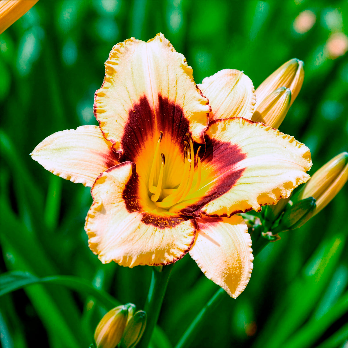 Daglelie 'Canadian Border Patrol' - Hemerocallis canadian border patrol - Bakker