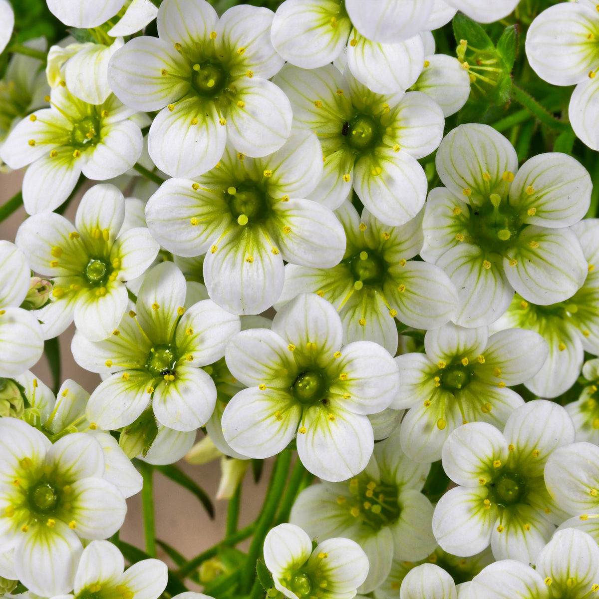 Steenbreek Arends Pixie White Steenbreek - Bakker
