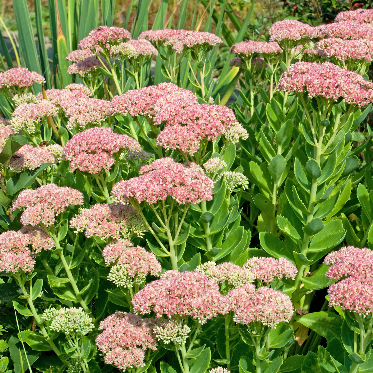 Sedum spectabile carmen - Hemelsleutel 'Carmen' - Vaste planten