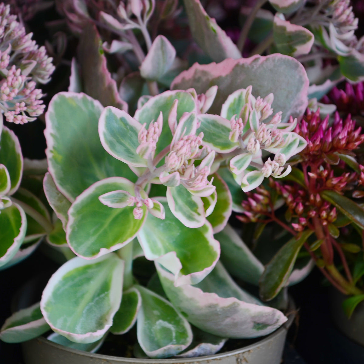 Sedum spurium Variegatum - Roze vetkruid - Sedum - Vetkruid