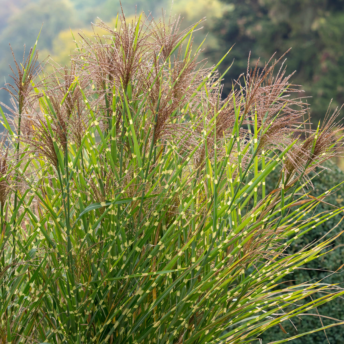 Miscanthus - Chinees riet - Prachtriet Zebrinus Prachtriet - Miscanthus sinensis Zebrinus