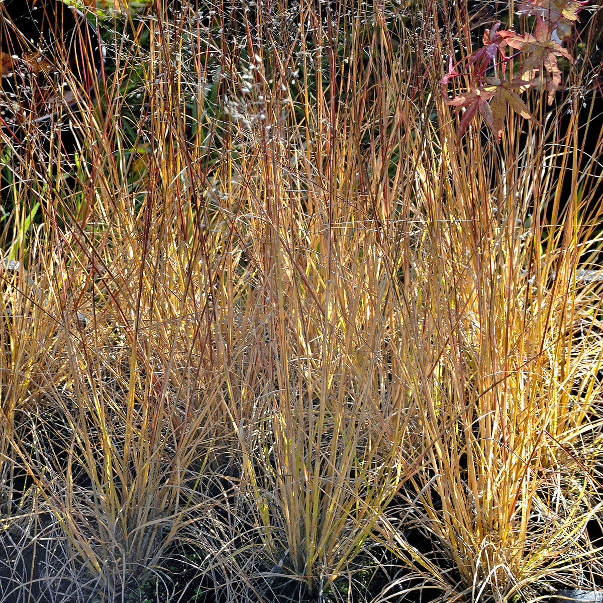 Siergrassen - Prairiedropzaad heterolepis - Sporobolus heterolepis