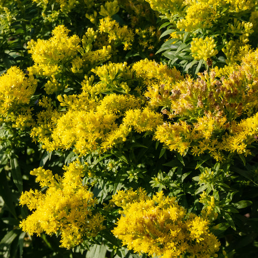 Guldenroede Golden Mosa - Bakker