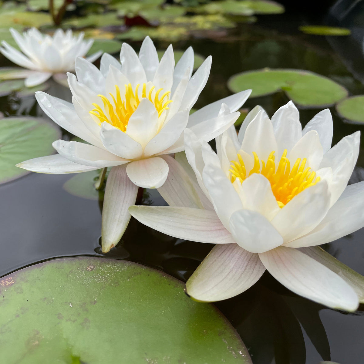 Waterlelies - Witte waterlelie Grand Witte - Nymphaea alba