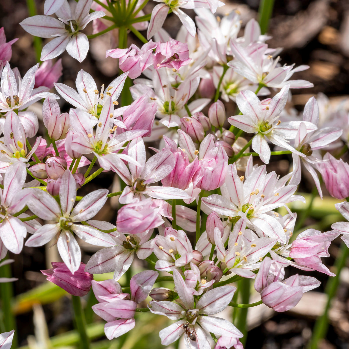 Bloembollenmix 'Tulp 'Ice Cream'& Allium 'Cameleon' (x15) - Tulipa ice cream, allium cameleon - Bakker