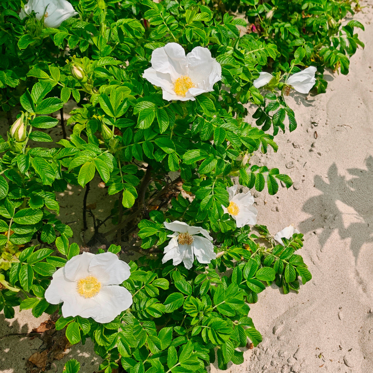 Wilde roos 'Alba, Japanse roos - Rosa rugosa alba - Bakker