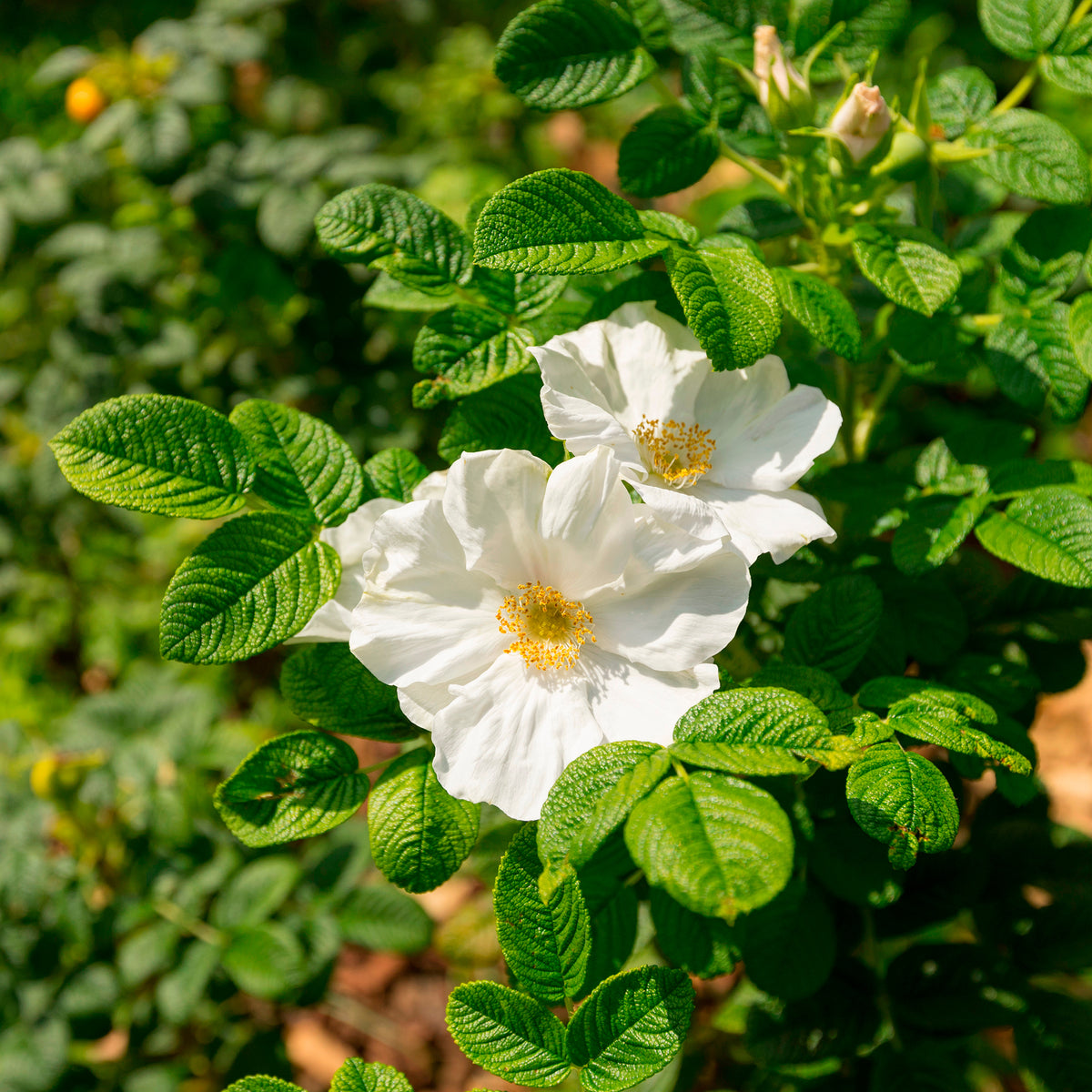 Wilde roos 'Alba, Japanse roos - Bakker