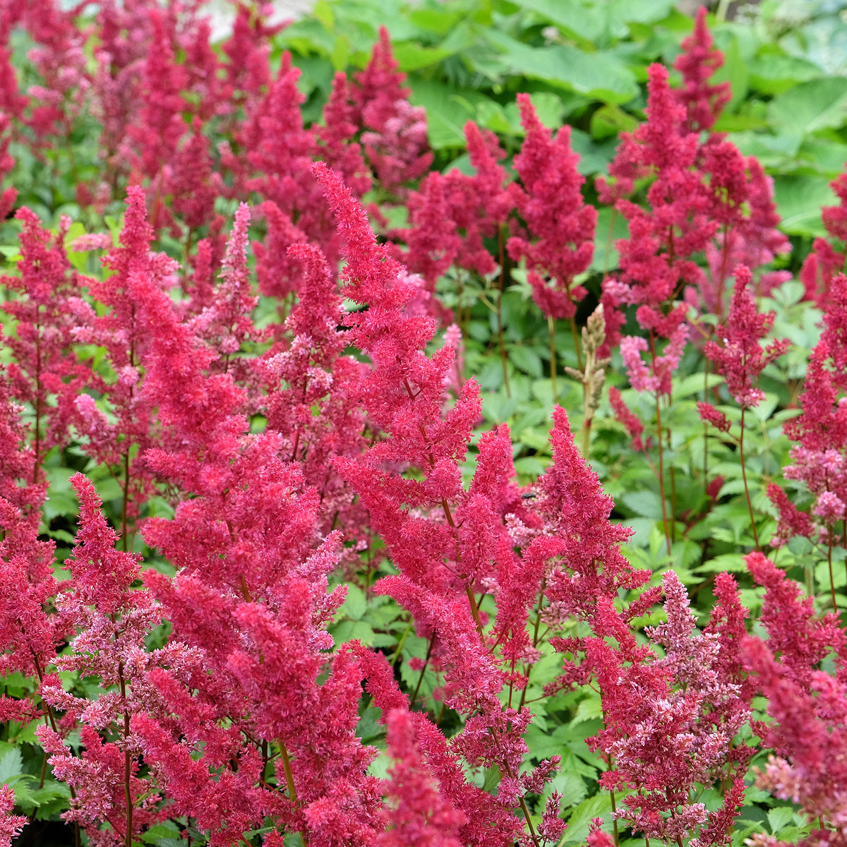 Pluimspirea Fanal - Bakker
