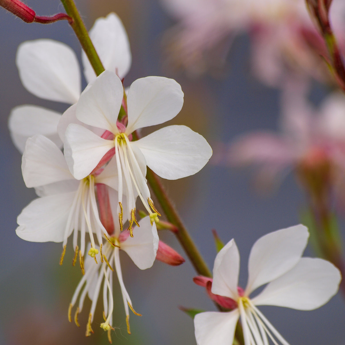 Verkoop Prachtkaars Corrie's Gold - Gaura lindheimeri Corrie's Gold
