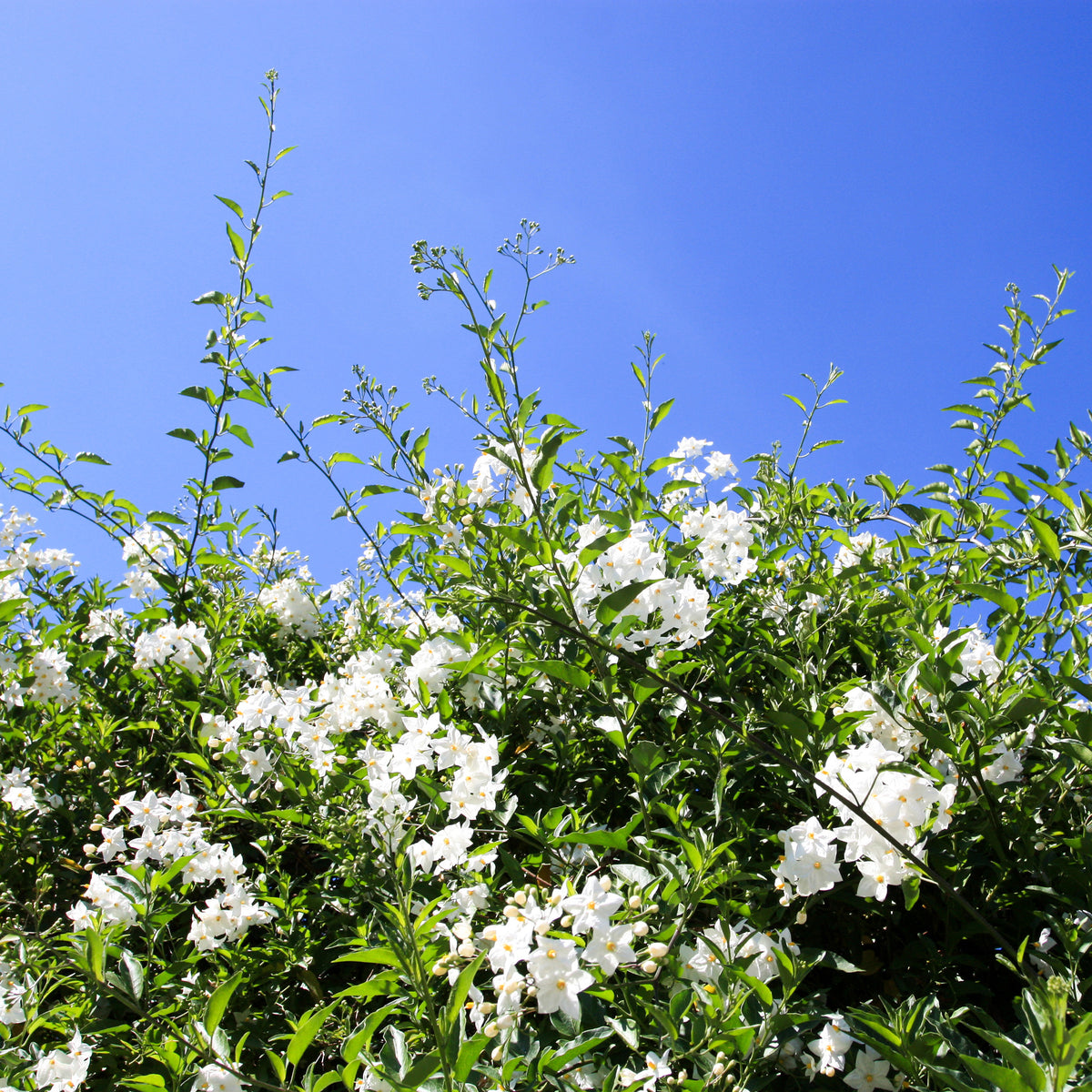 Klimmende nachtschade - Solanum jasminoides - Bakker