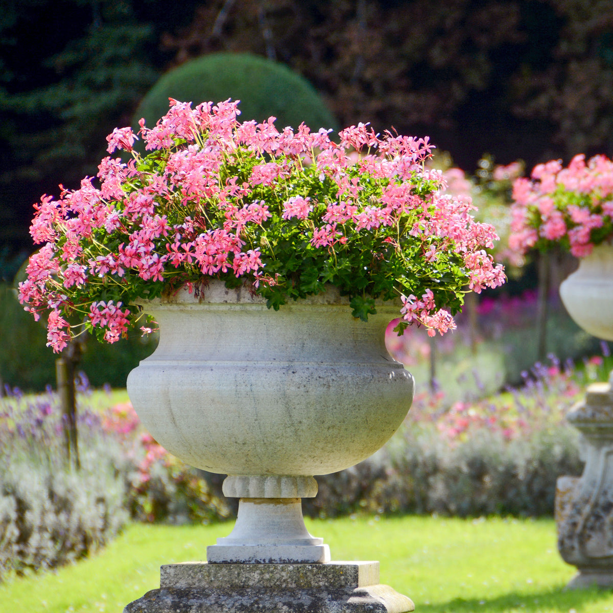 Pelargonium peltatum - Hangende geranium - roze - Geranium - Pelargonium