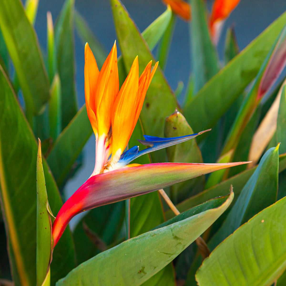 Paradijsvogelbloem Strelitzia - Bakker
