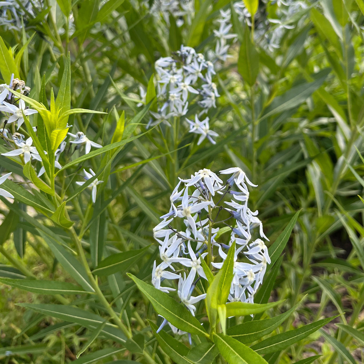 Blauwe ster - Amsonia tabernaemontana var. salicifolia - Bakker