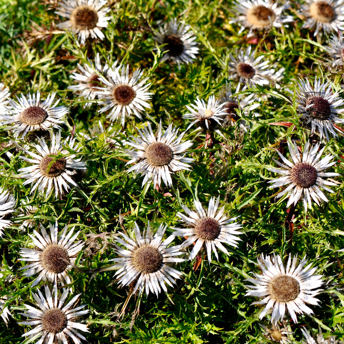 Zilverdistel - Carlina acaulis subsp. simplex - Bakker