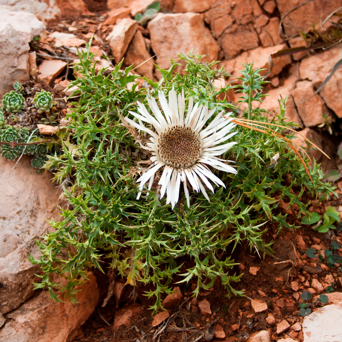 Carlina acaulis subsp. simplex - Zilverdistel - Wilde vaste planten