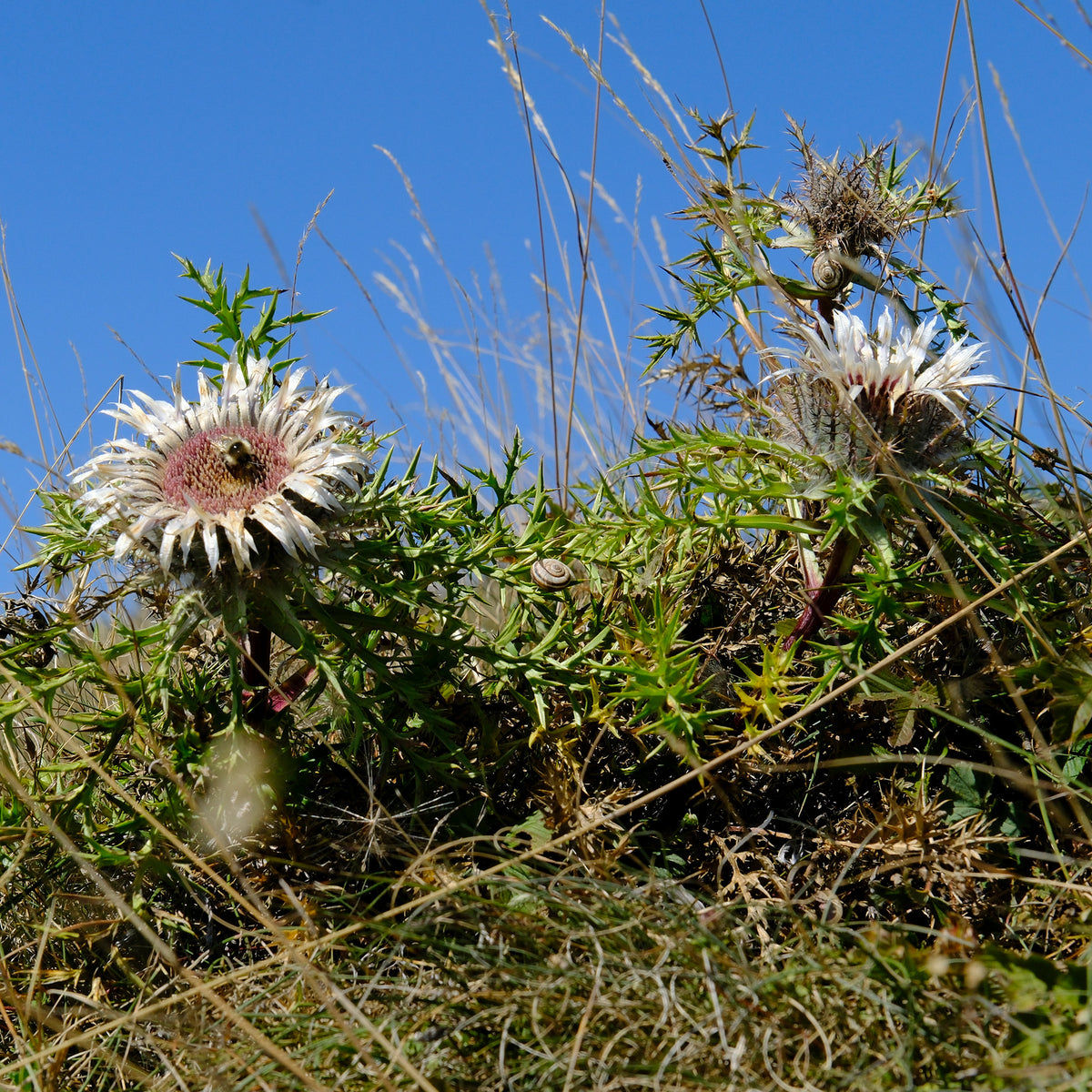 Wilde vaste planten - Zilverdistel - Carlina acaulis subsp. simplex