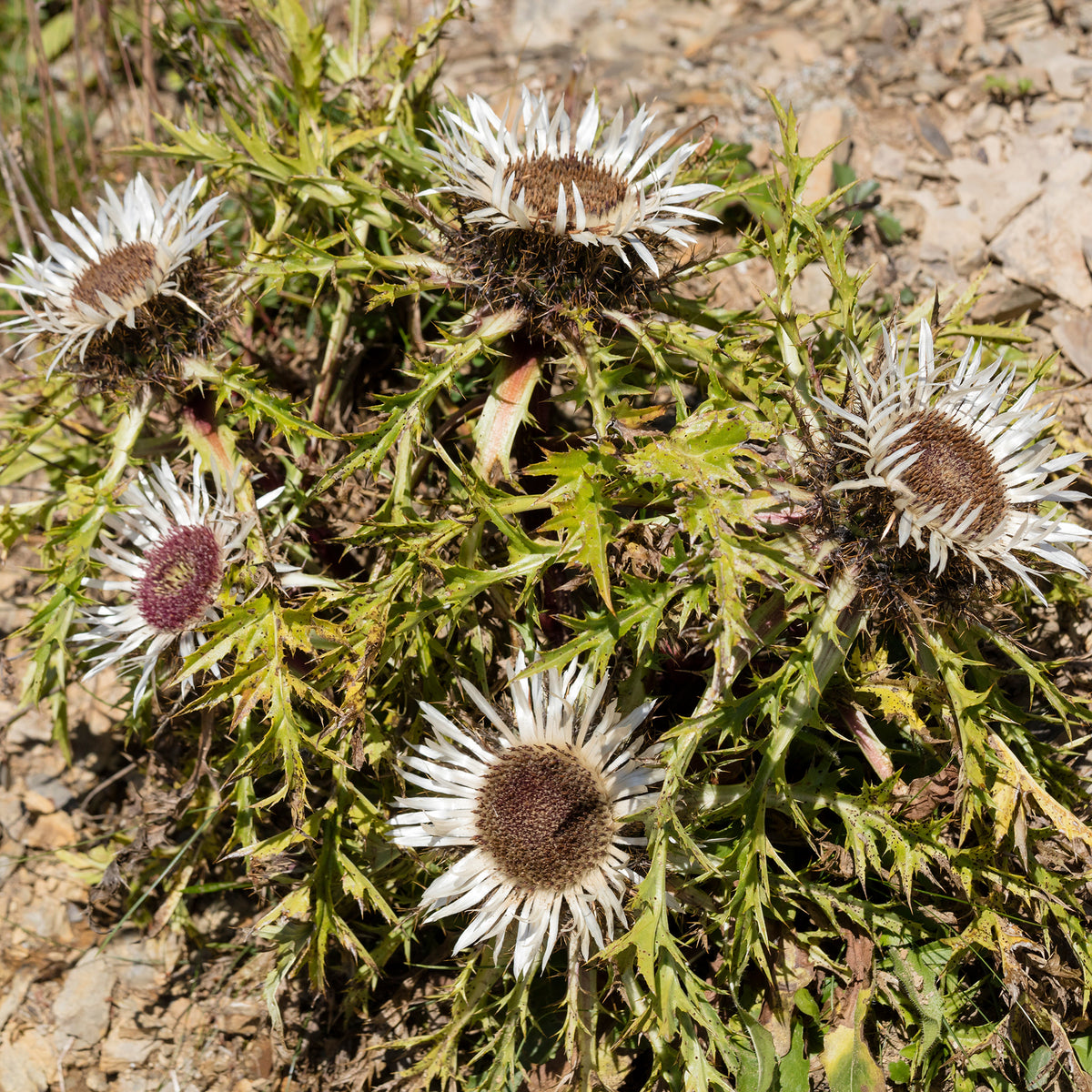 Verkoop Zilverdistel - Carlina acaulis subsp. simplex