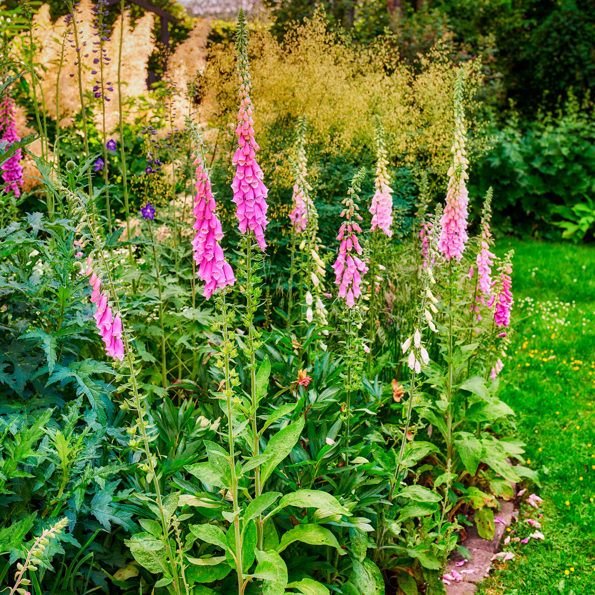 Vingerhoedskruid - Digitalis purpurea - Bakker