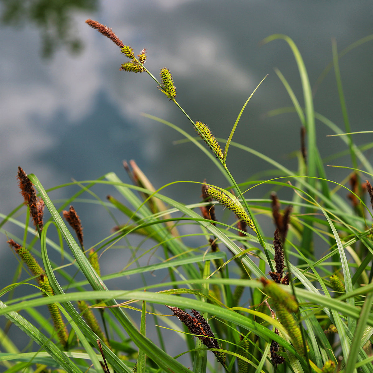 Zegge Riparia - Carex riparia - Bakker