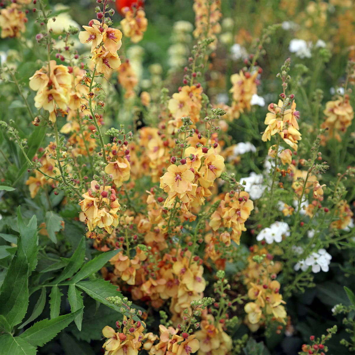 Toorts Honey Dijon