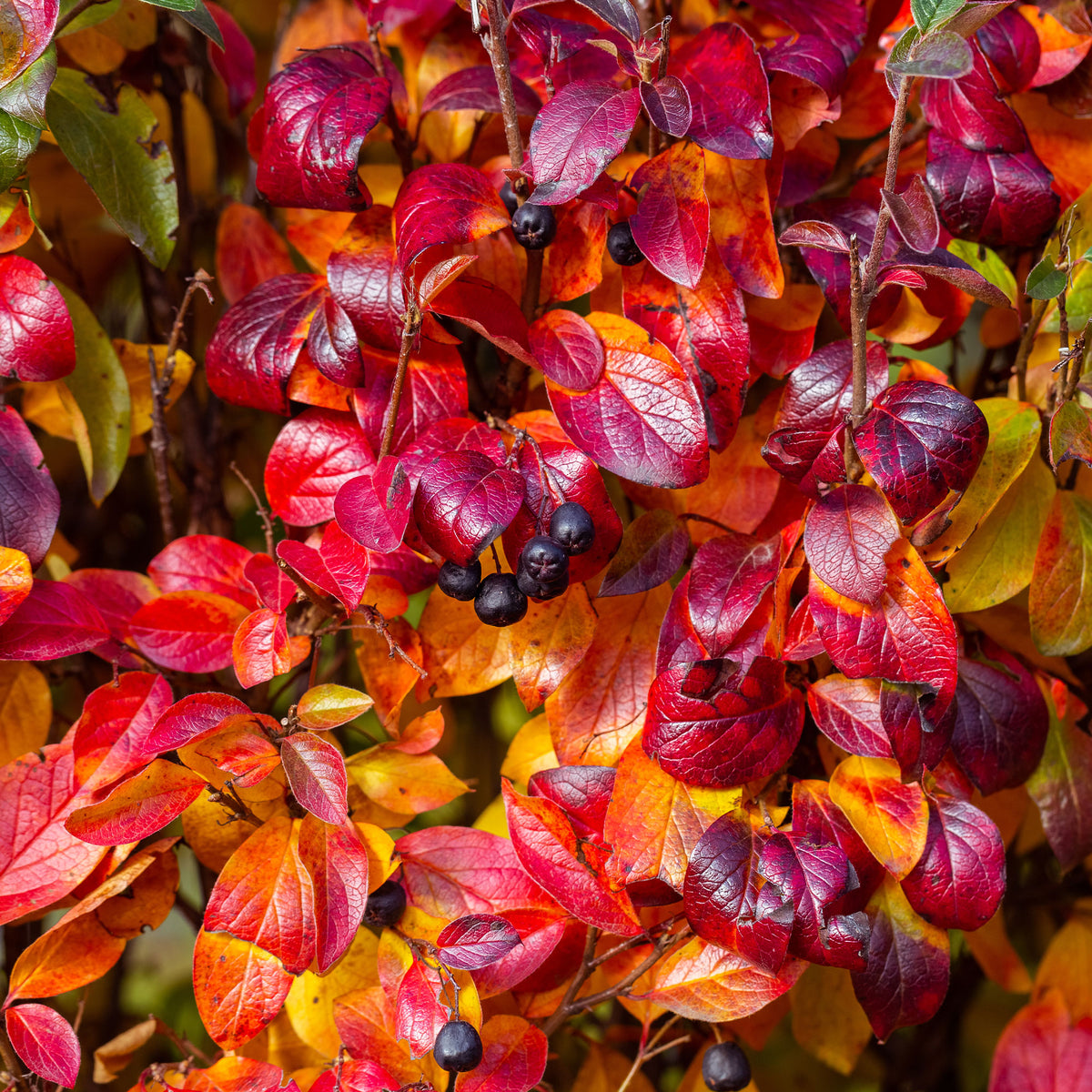 Aronia melanocarpa - Zwarte appelbes - Heesters