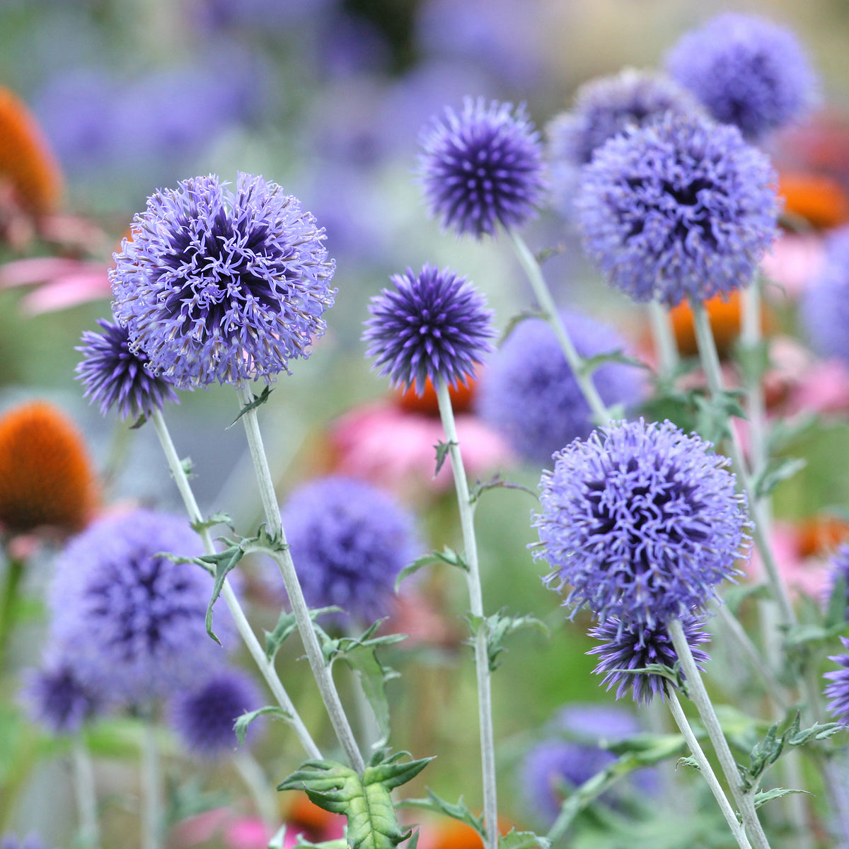 Echinops ritro Veitch's Blue - Kogeldistel Vetritch Blue - Vaste planten