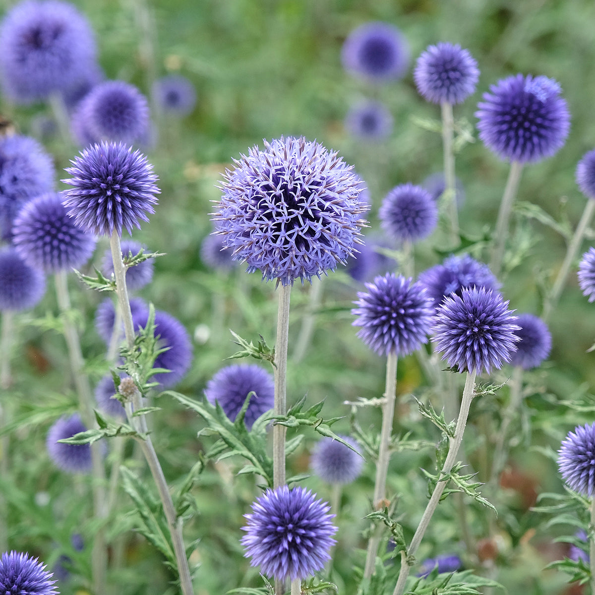 Kogeldistel Vetritch Blue