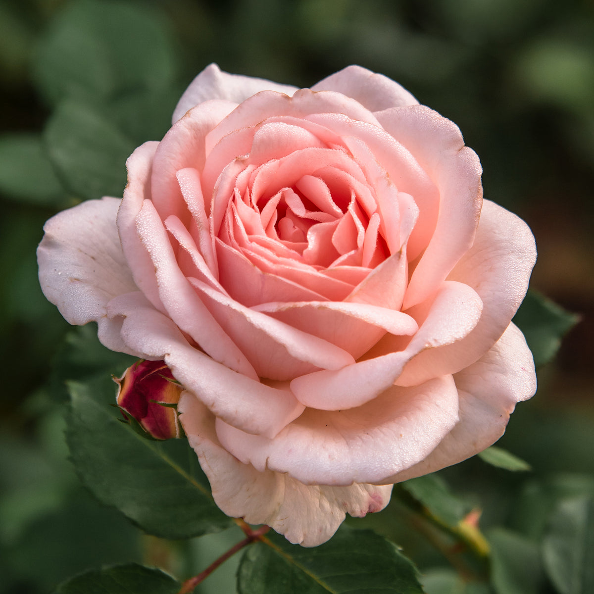 Grootbloemige rozen - Roos Clair™ 'Renaissance'® - Rosa clair™renaissance ®