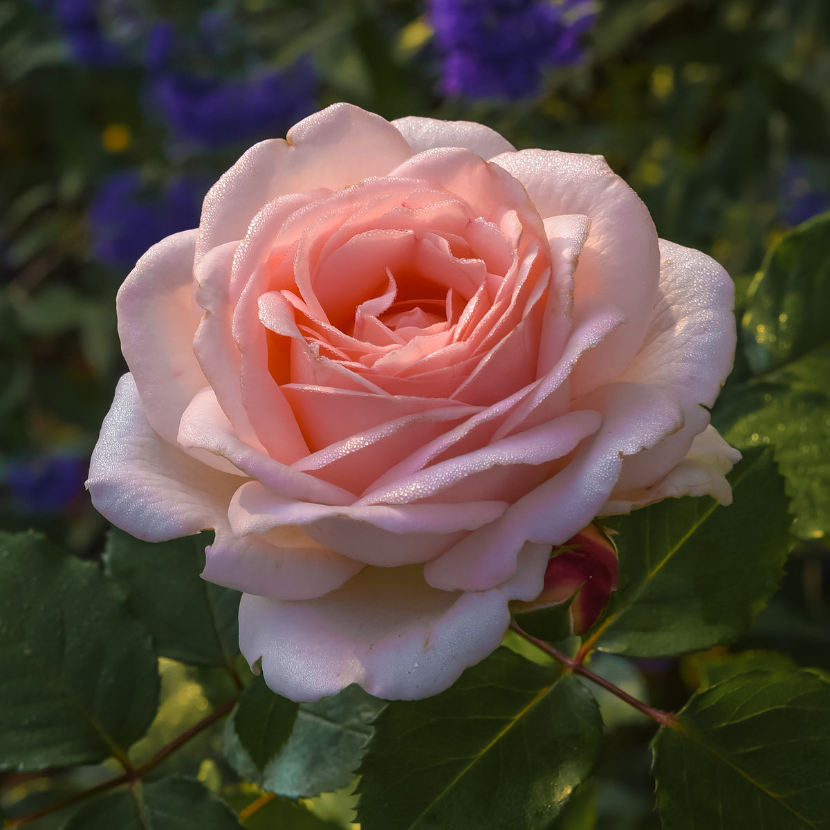 Roos Clair™ 'Renaissance'® - Bakker
