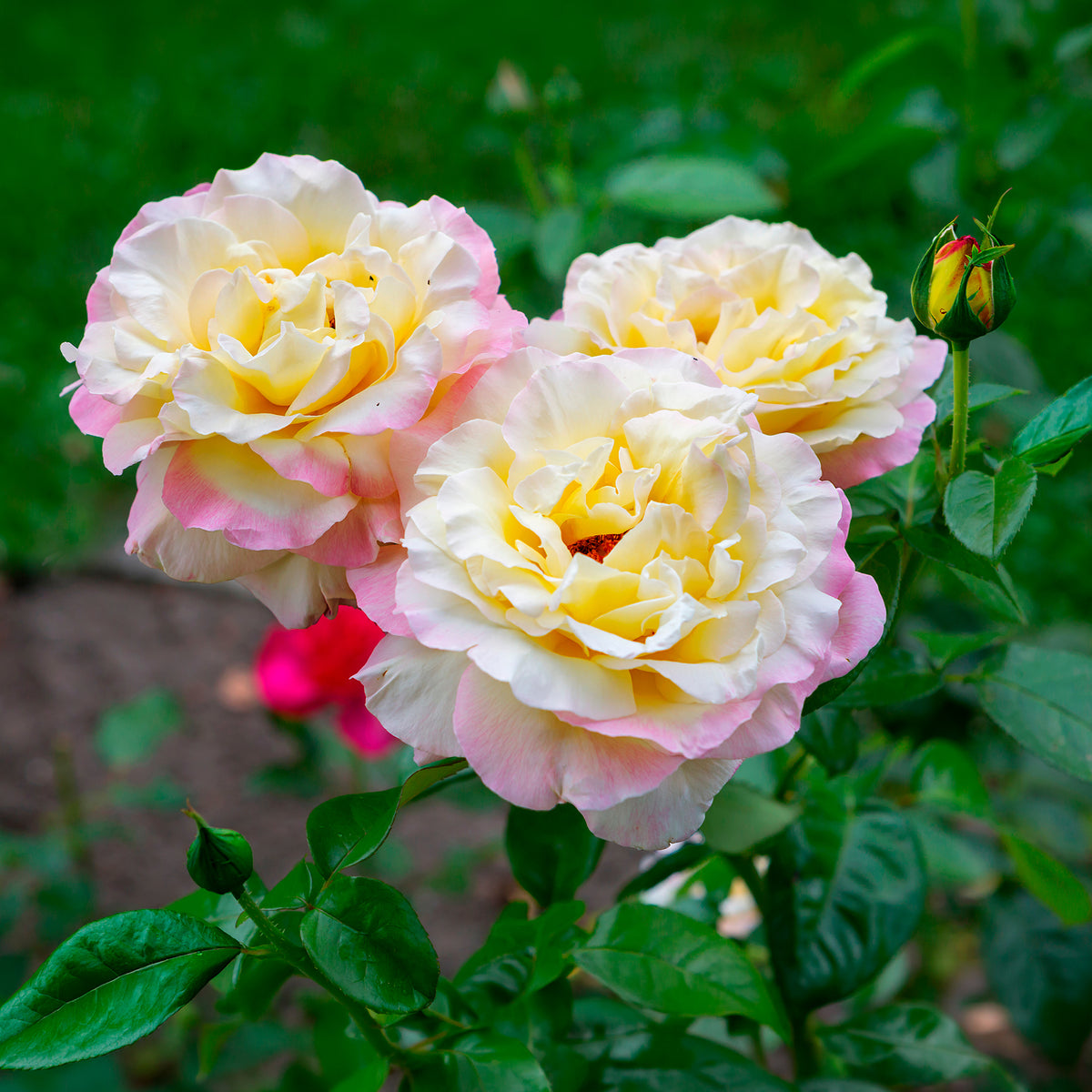 Roos 'Mme A. Meiland' - Rosa mme a. meilland - Bakker
