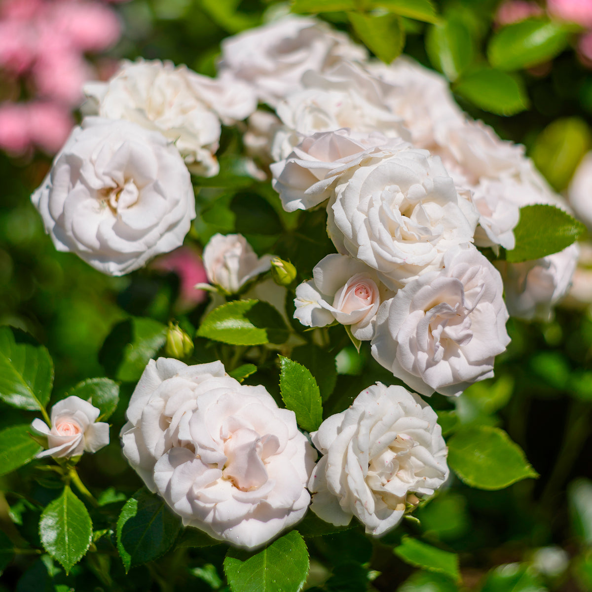 Rosa Aspirin Rose ® - Roos 'Aspirin Rose'® - Bodembedekkende rozen