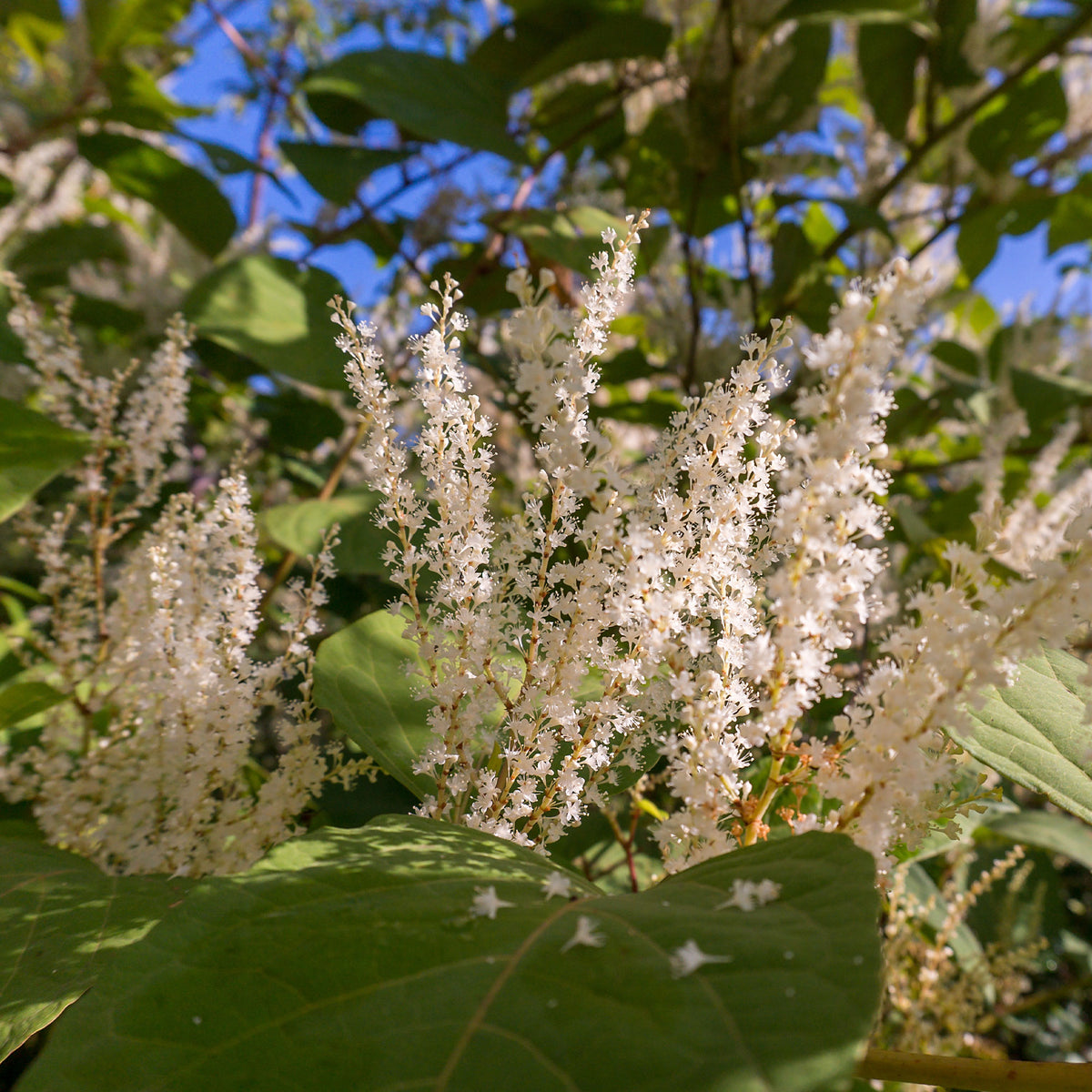 Bloemwilg - Itea virginica Henry's Garnet - Bakker