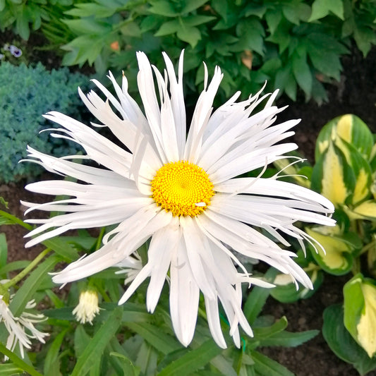 Margriet 'Old Court' (x3) - Bakker