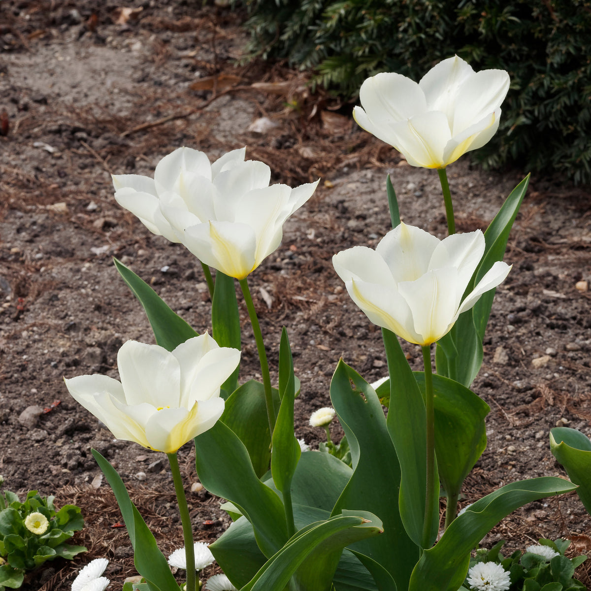 Verkoop Tulpen Fosteriana Purissima - Tulipa purissima