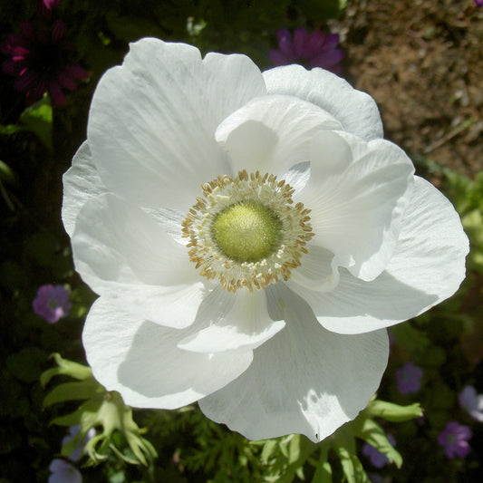 Anemonen coronaria The Bride