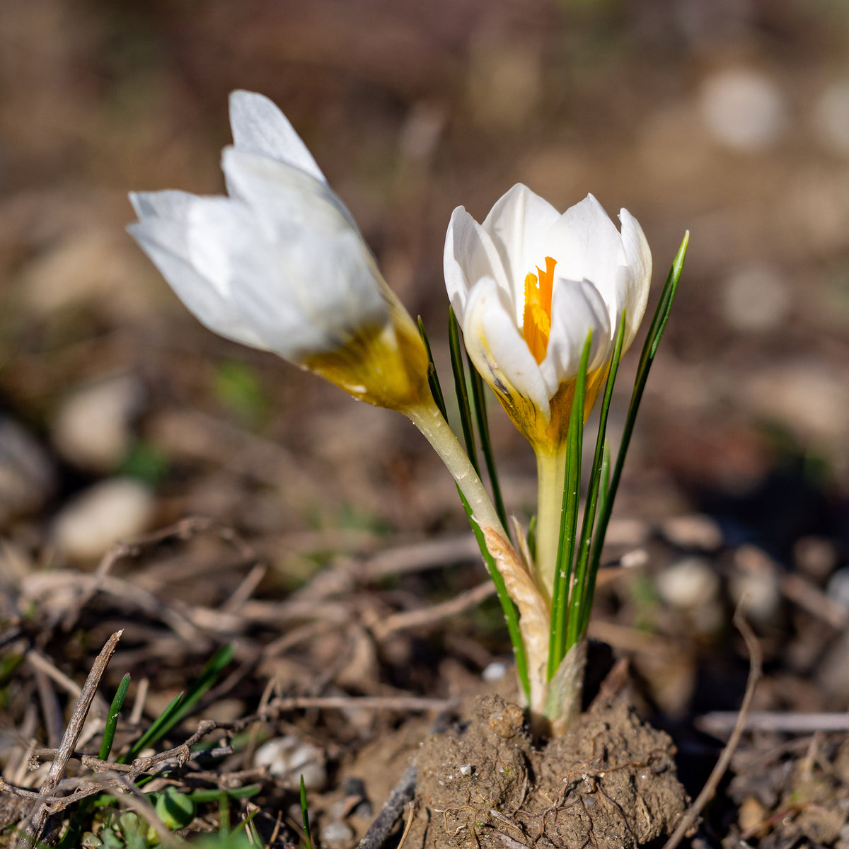 Krokus - Crocussen Ard Schenk - Crocus Ard Schenk