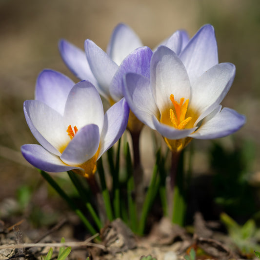 Crocussen Blue Pearl - Bakker