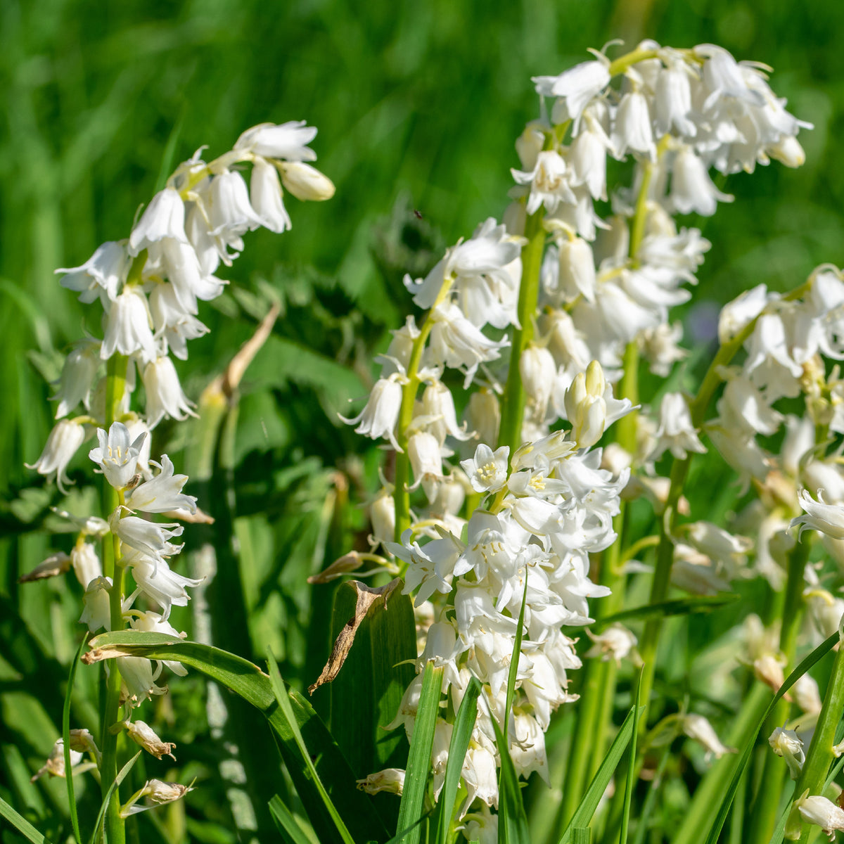 Witte Spaanse hyacinten - Bakker