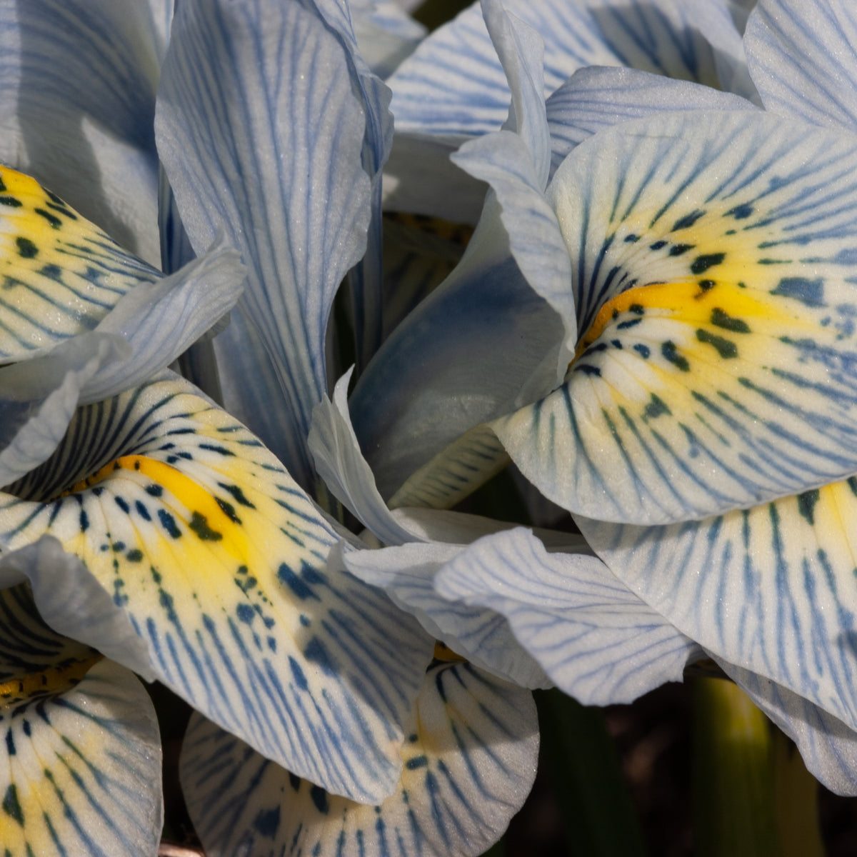 Reticulata Iris Katherine Hodgkin (x10) - Iris reticulata katharina hodgkin - Bakker