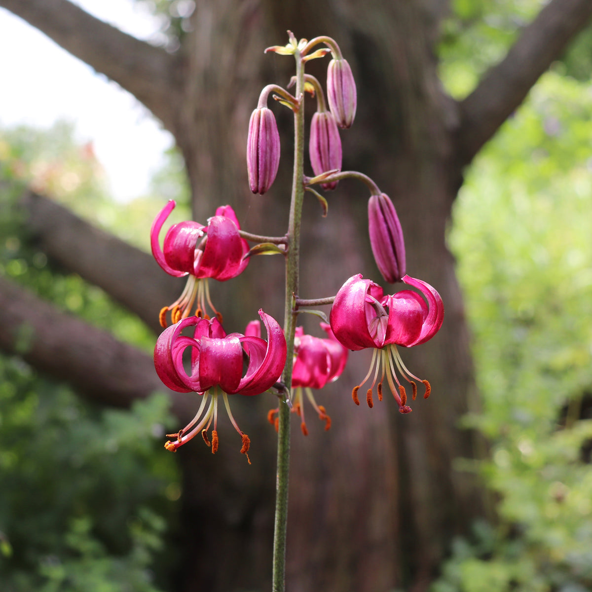 Turkse lelie Claude Shride - Lilium Claude Shride - Bakker