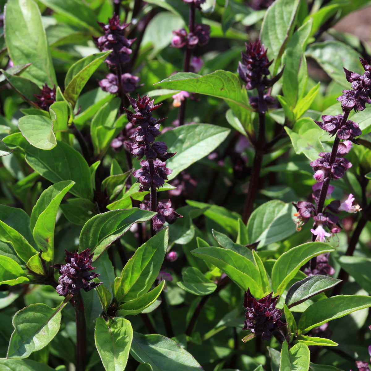 Thaise basilicum - Ocimum basilicum var. thyrsiflora - Bakker