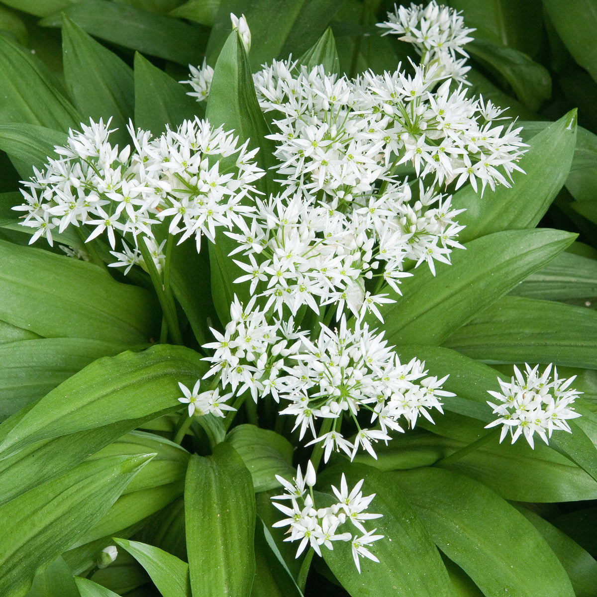 Wilde knoflook - Bakker